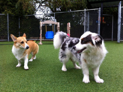 doggies001005.jpg