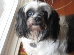 doggies015004.jpg